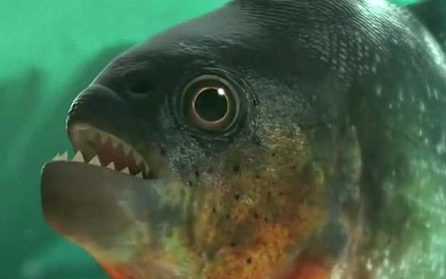 巨骨舌鱼吃食人鱼?巨骨舌鱼吃食人鱼吗!