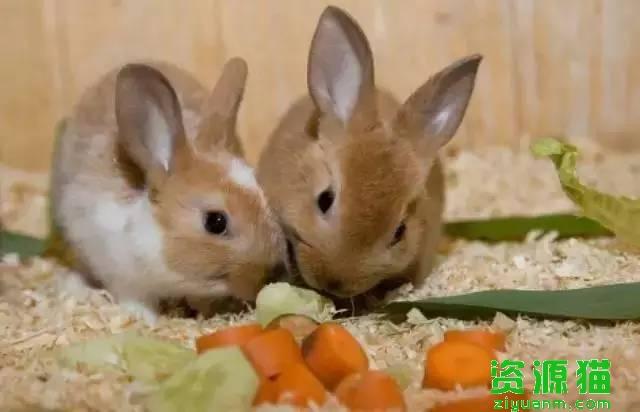 生活中的兔子更喜欢哪种食物?生活中的兔子更喜欢哪种食物?!