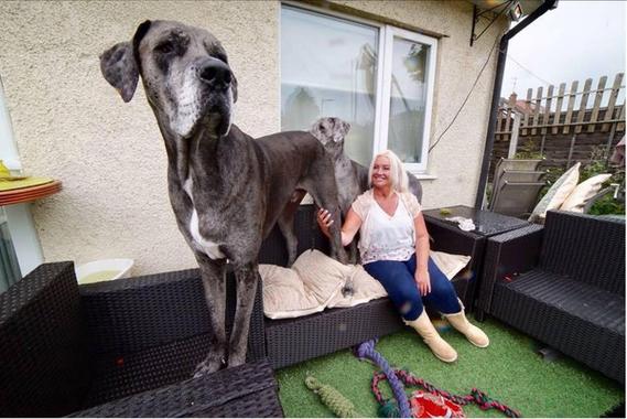 世界最高大的狗?世界最高大的狗弗雷迪!
